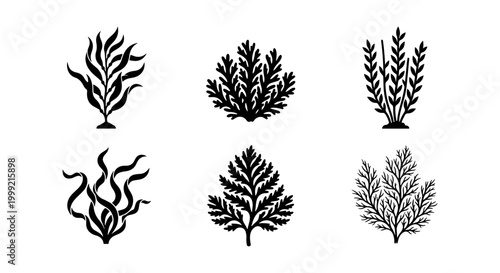 Collection of various seaweed or kelp illustrations
