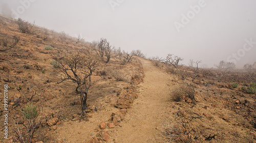 Tableau sur toile Hiking trail through a misty shrubland on volcanic soil in Teide national park,