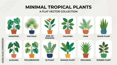Tropical plants in colorful pots.