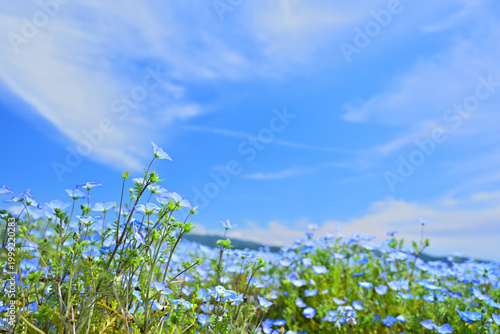 晴れの日の清々しいネモフィラ畑