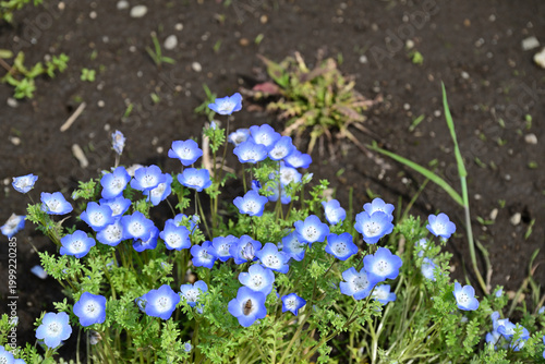 足元に咲く可愛いネモフィラ