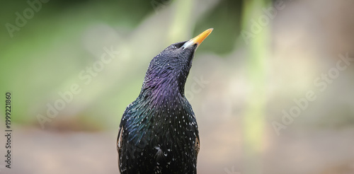 Billede på lærred European starling looking up showing iridescent plumage