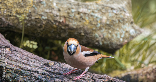 Tableau sur toile Hawfinch bird standing on a tree branch