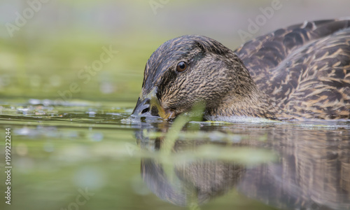 Foto Mallard duck searching for food in green water
