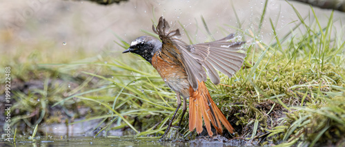 Billede på lærred Redstart bird splashing water during refreshing bathing