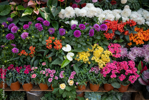 Bright mixed flowers arranged in potted plants at a local nursery