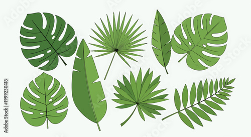 A collection of green tropical leaves on white background