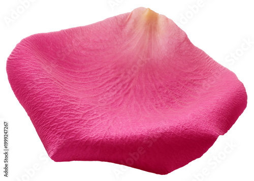 Rose petal, isolated, full depth of field