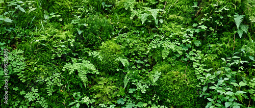 Dense moss and ferns forming a lush natural ecological landscape with rich textures and vibrant greenery