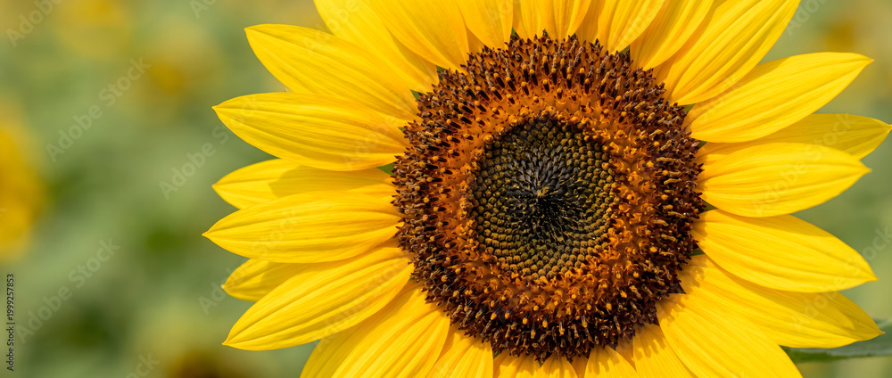 Obraz premium Close-up of sunflower with bright yellow petals and dark brown central disc