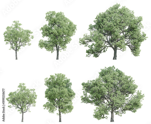 3d Illustration Quercus Faginea Trees Garden Landscape Element  In Different View On Transparent Background