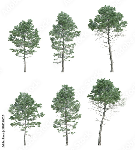 3d Pinus Pinaster Trees Landscape Asset with Transparent Background for Outdoor Design Layout, Realistic 3D Render Illustration