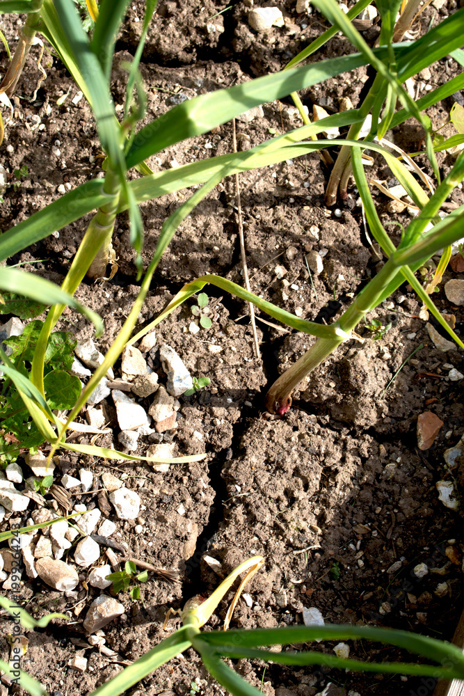 Obraz premium Dried, cracked earth and green grass vegetation trying to growconcept of Climate change impact