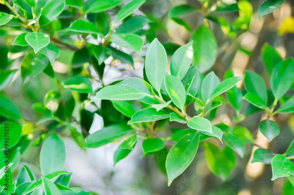 Fototapeta premium banyan tree or Ficus annulata or ficus bengalensis