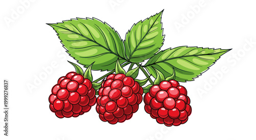 Fresh Raspberries with Green Leaves - Isolated on White Background