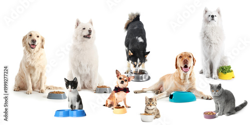 Set of cute pets and bowls ...