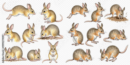 Set of various bilby illustrations in different poses on a transparent background.