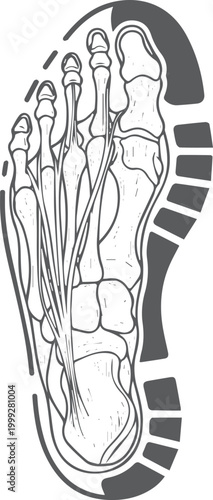 Anatomical foot skeleton and ligaments, footprint outline