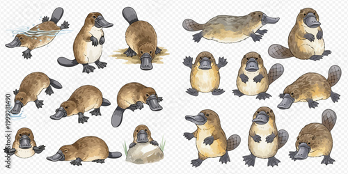 Collection of cute platypus illustrations in various poses, showcasing their unique features and playful nature.