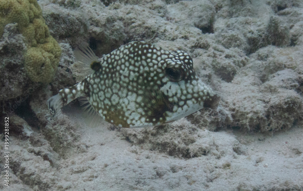 Fototapeta premium Smooth Trunkfish