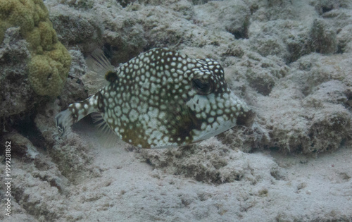 Smooth Trunkfish