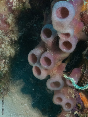 Purple Tube Sponge