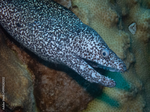 Spotted Moray