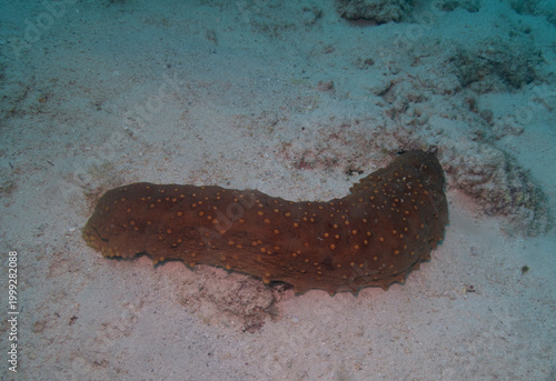 Three Rowed Sea Cucumber