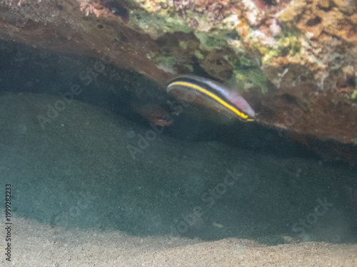 Yellownose Goby