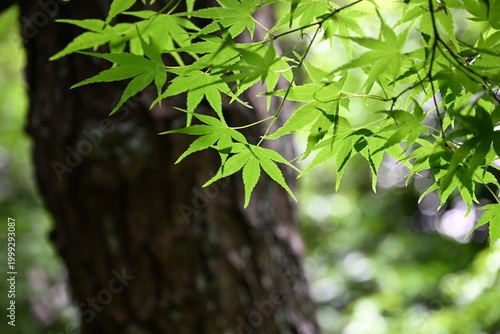 Fotografía 新緑のもみじ