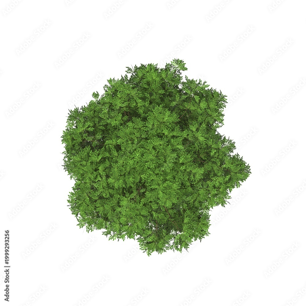 Fototapeta premium tree top view, isolated on white background, 3D illustration, cg render