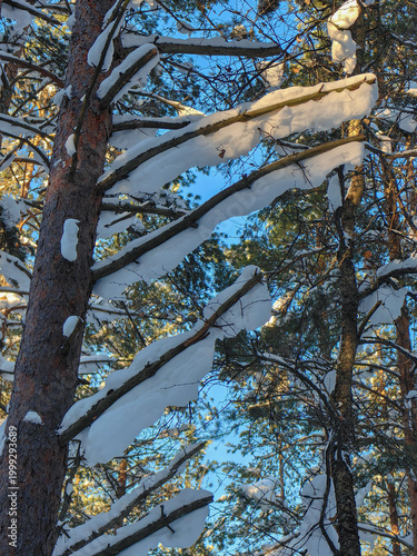 Pine tree branches covered in fresh snow against a bright blue sky