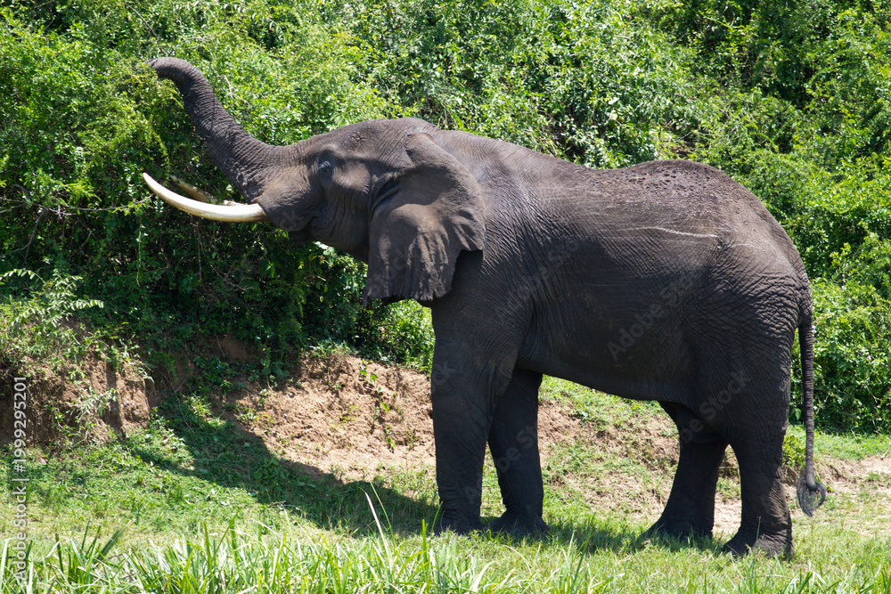 Fototapeta premium An African elephant reaching up with its trunk to feed on leaves in the wild. Captured in a lush, green environment, this image highlights the majestic and peaceful nature of wildlife.