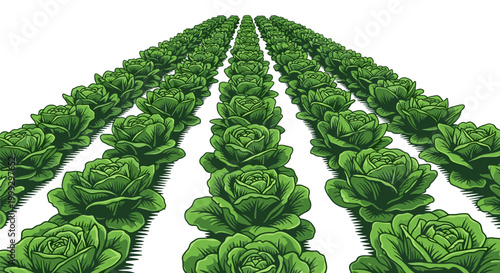 Vibrant green rows of lettuce growing in a symmetrical pattern against a stark white background, showcasing abundant foliage and agricultural precision