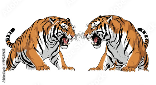 Two Tigers Fighting, Roaring Aggressively, Isolated on White Background