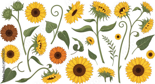Collection of bright yellow and orange sunflowers in various stages of growth on white background with green leaves and stems