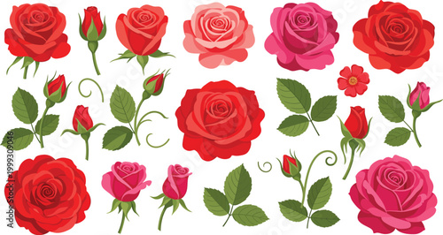 Collection of red and pink roses in various stages of bloom on white background with green leaves and stems