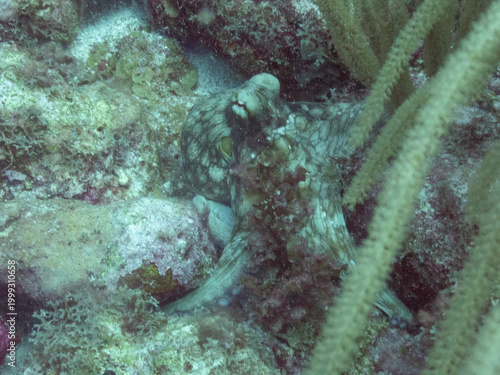 Brazilian Reef Octopus