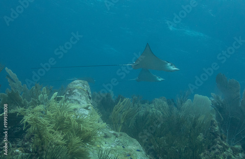 Spotted Eagle Ray