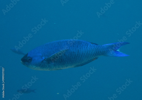 Creole Wrasse
