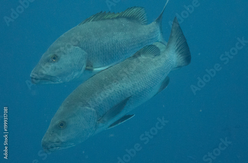 Cubera Snapper