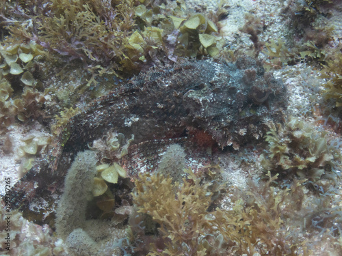 Spotted Scorpionfish