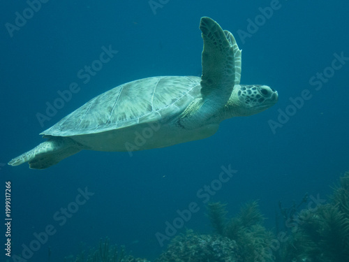 Green Turtle
