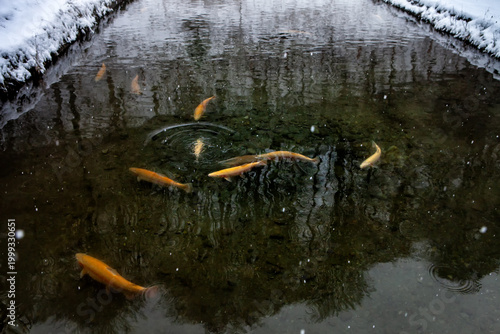 Several orange trout in a stream in winter.