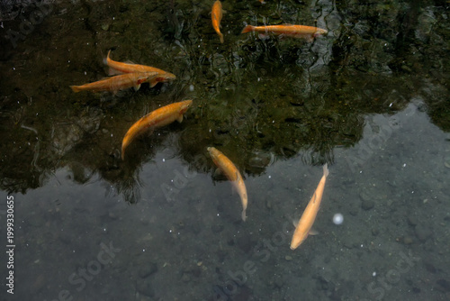 Several orange trout in a stream in winter.