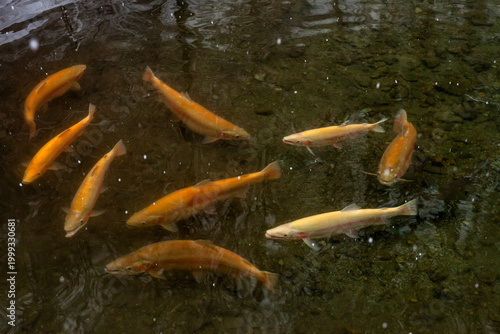 Several orange trout in a stream in winter.