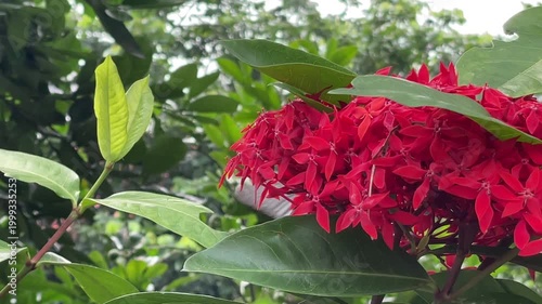 Close-up video of a butterfly perched on vivid red ixora blossoms in Vietnam, showing calm insect movement and lush green leaves.