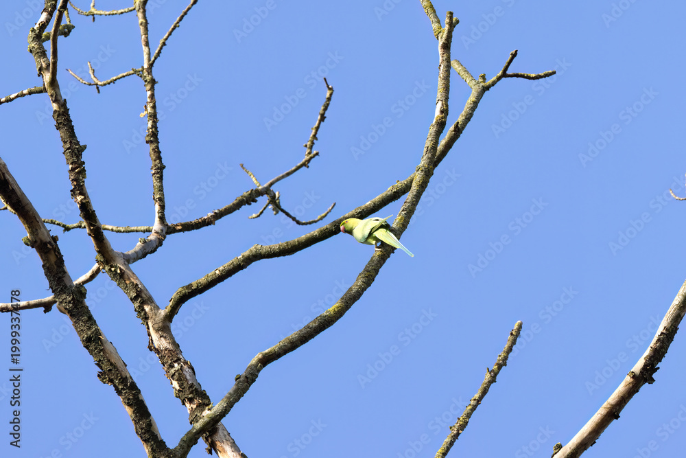 Obraz premium one rose-ringed parakeet taking flight, green parakeet against blue sky, rose-ringed parakeets on bare branches, blue sky, Psittacula krameri