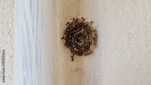 Paper wasp nest on wall with active swarm showing pest infestation and safety risk at home