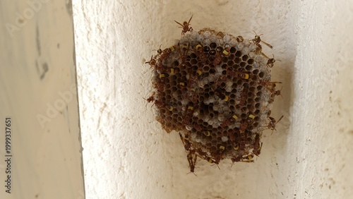 Paper wasp nest on wall with active swarm showing pest infestation and safety risk at home